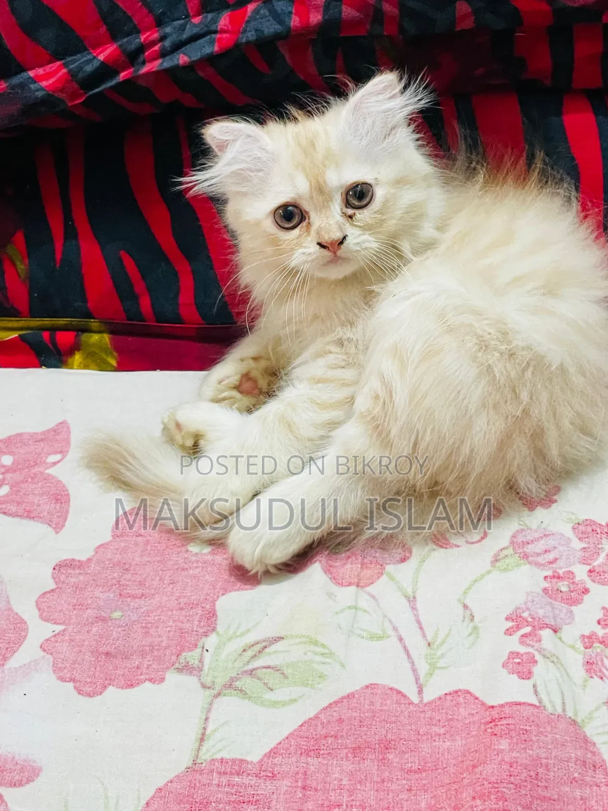 1-3 Months Male Purebred Exotic