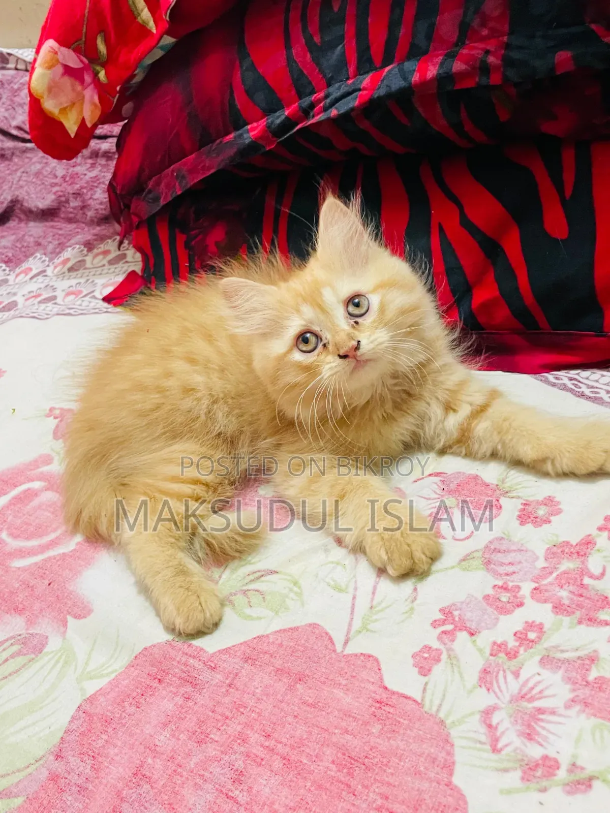 1-3 Months Male Purebred Exotic