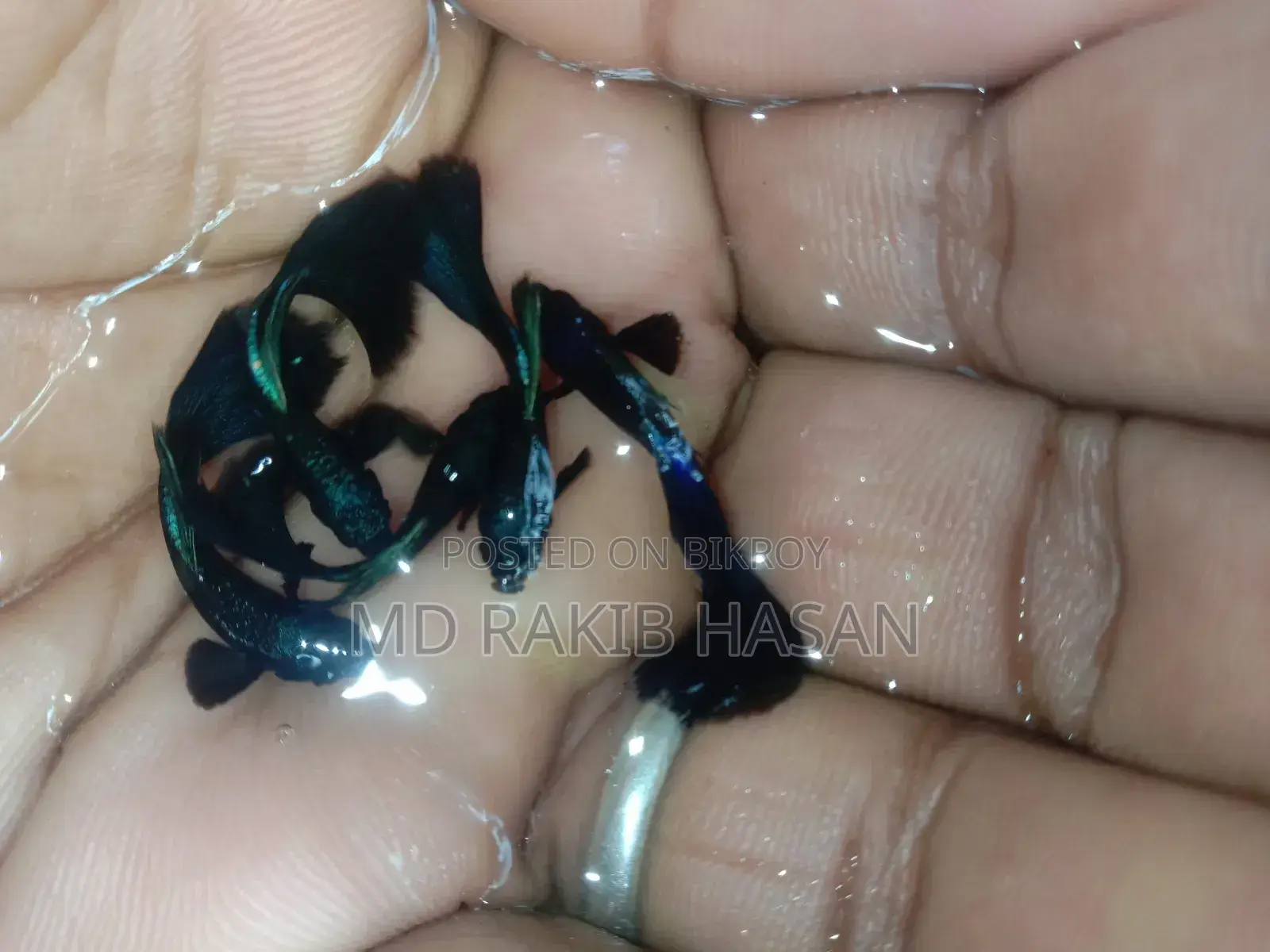 ব্লু হেড সামুরা মাছ