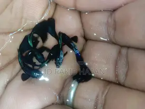 ব্লু হেড সামুরা মাছ