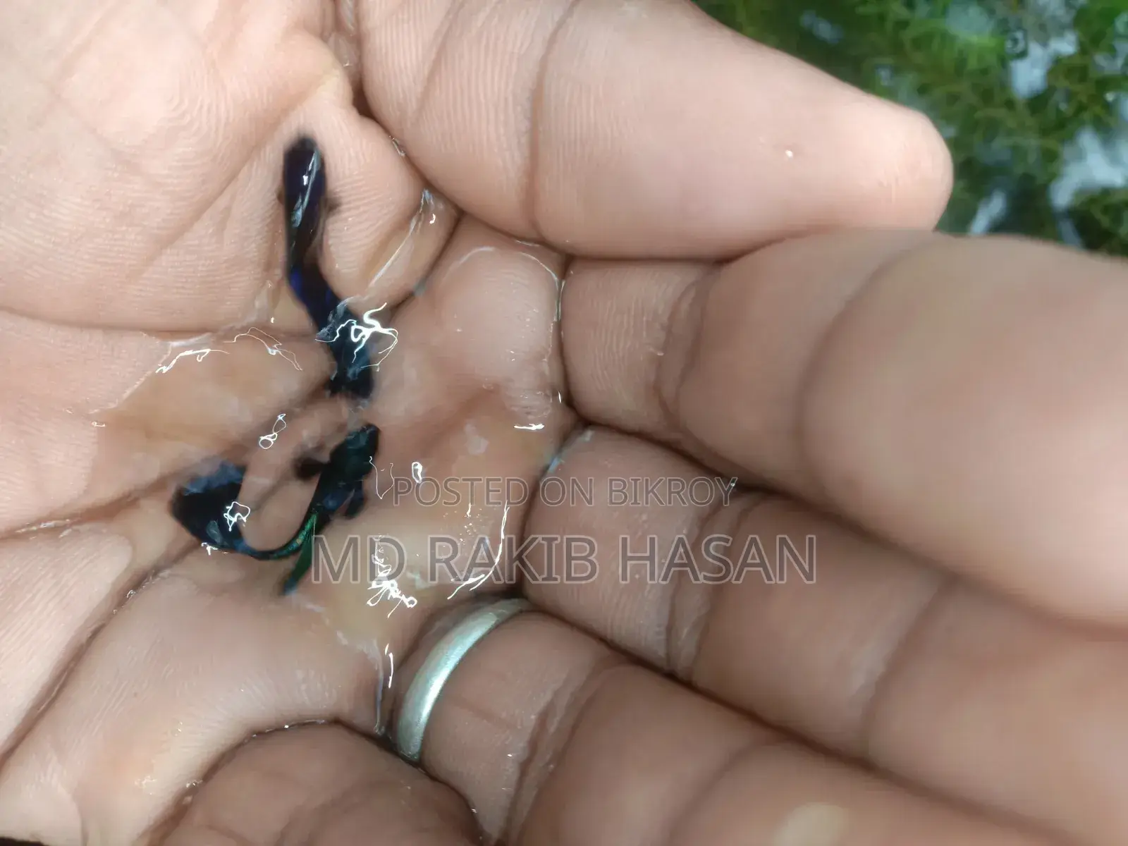 ব্লু হেড সামুরা মাছ