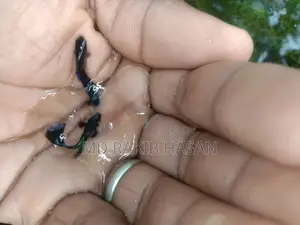 ব্লু হেড সামুরা মাছ