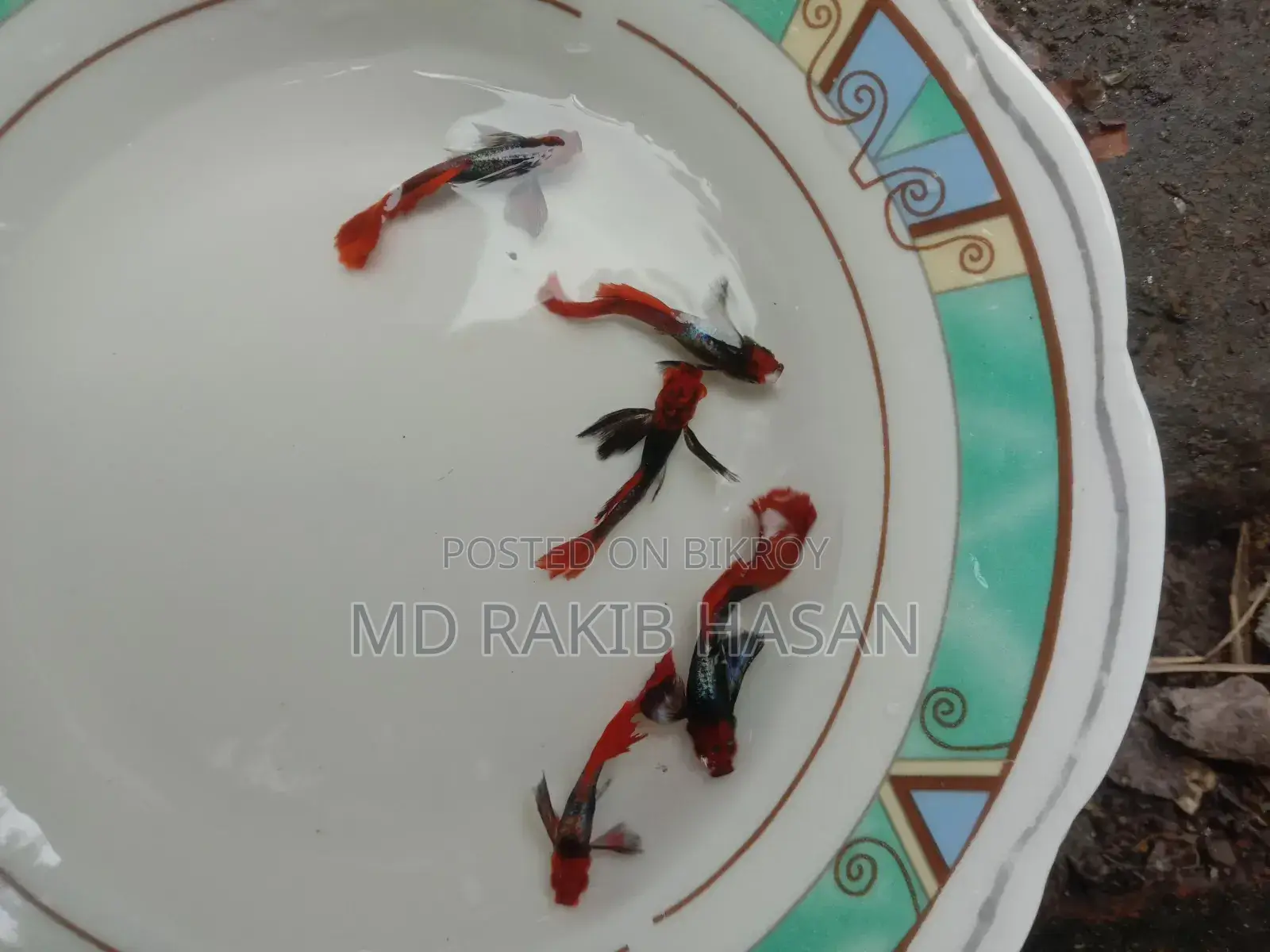 ব্লু হেড সামুরা মাছ