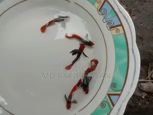 ব্লু হেড সামুরা মাছ