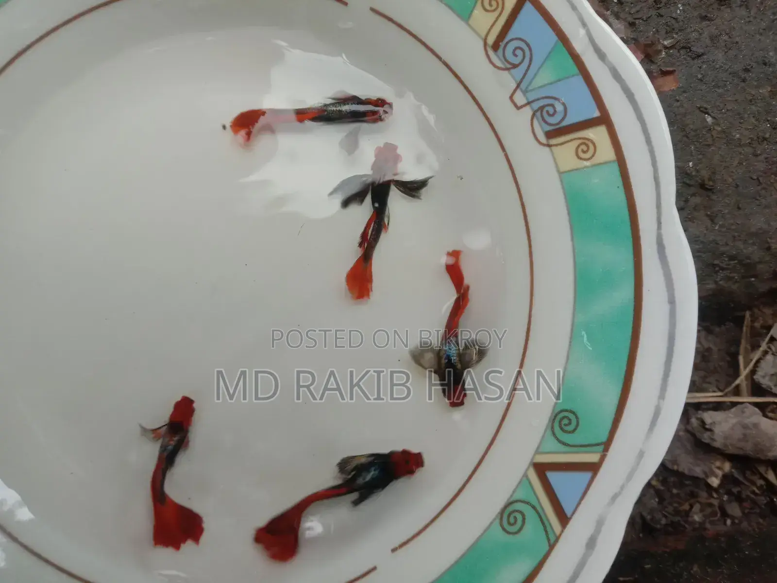 ব্লু হেড সামুরা মাছ