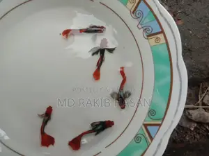ব্লু হেড সামুরা মাছ