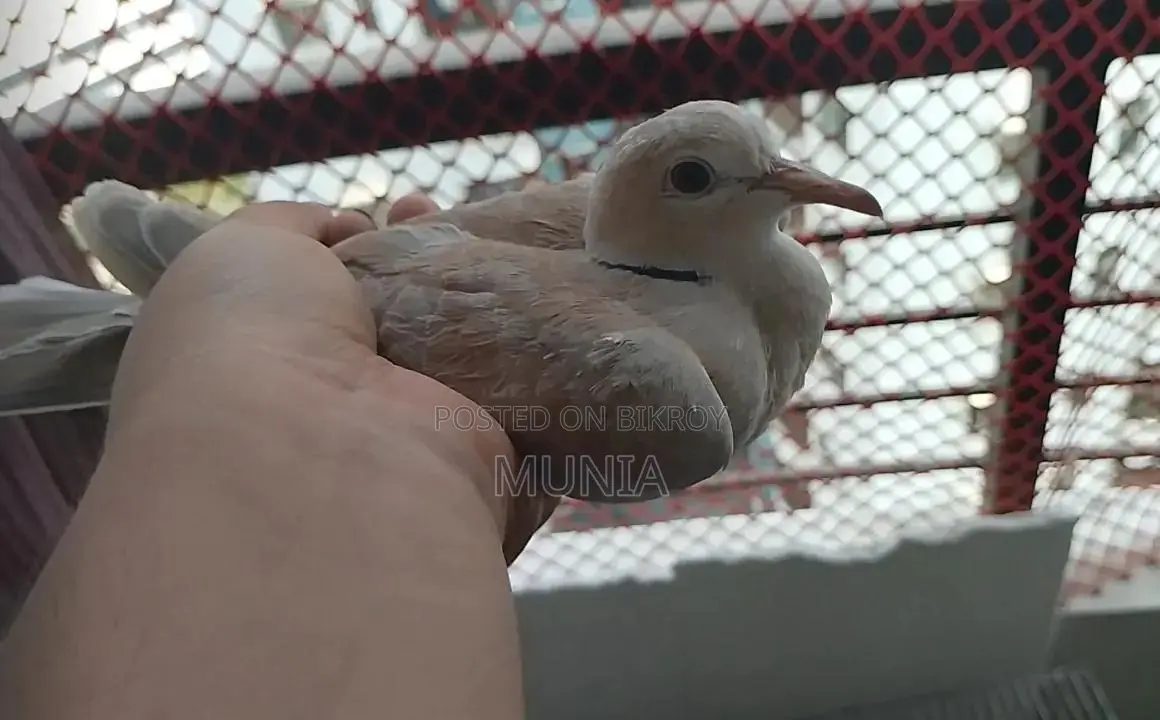 Ring Necked Dove