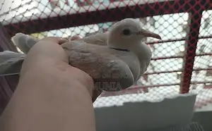 Ring Necked Dove