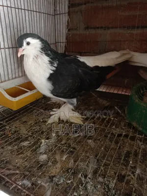 লাহরী কবুতর