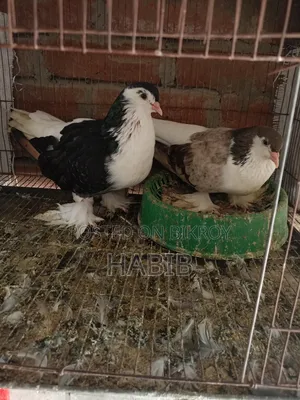 Lahori Pigeon