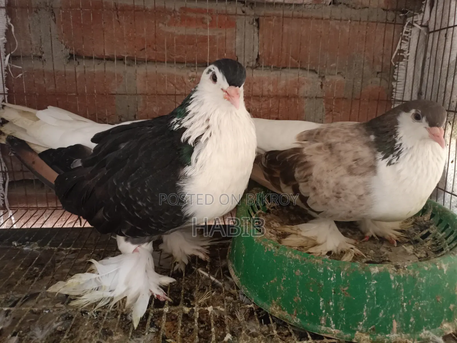 Lahori Pigeon