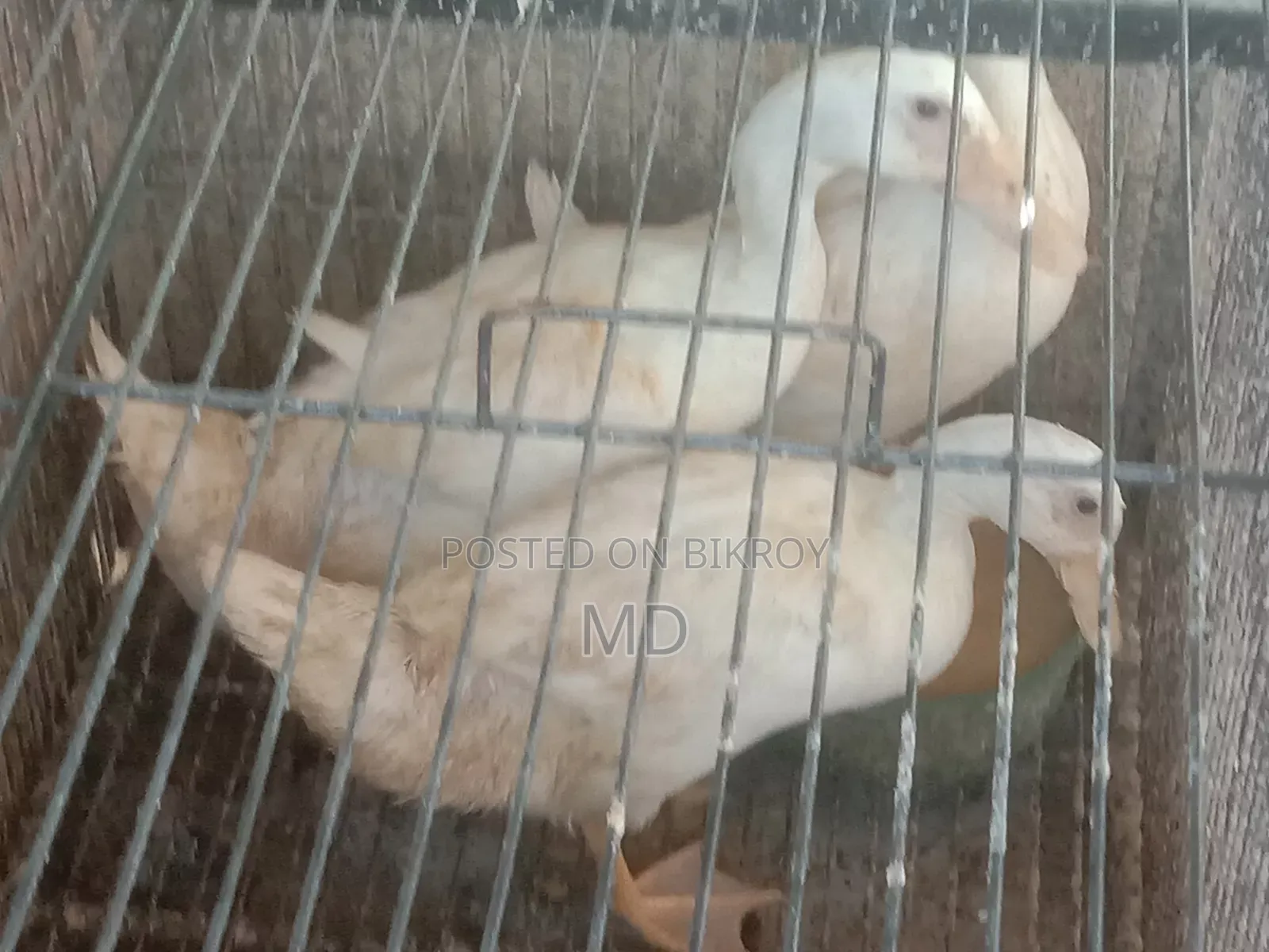 Three Belgian Ducks for Sale