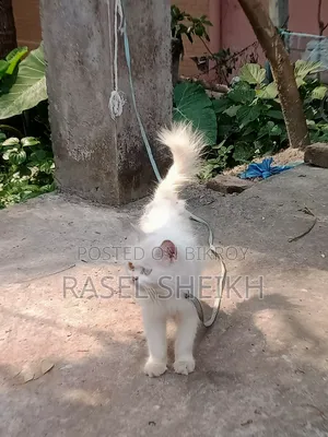 ১+ বছরের পুরুষ পিওরব্রিড বিড়াল