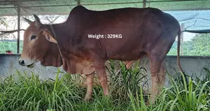 Sale of Sahiwal Breed Bull