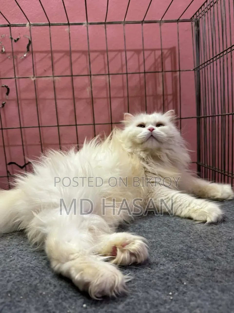 1+ year Female Purebred Persian Cat