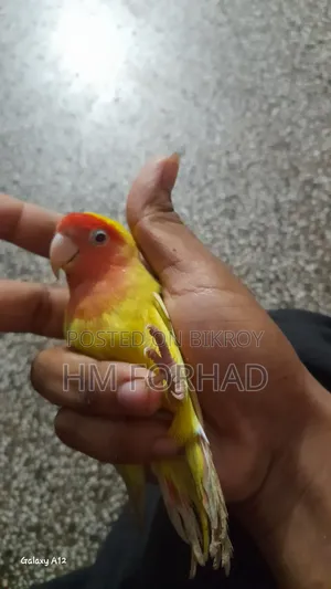 মাথা একটু ইছপট আছে