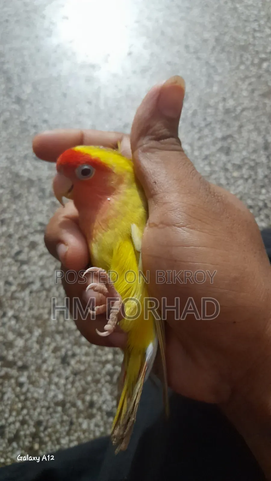 মাথা একটু ইছপট আছে