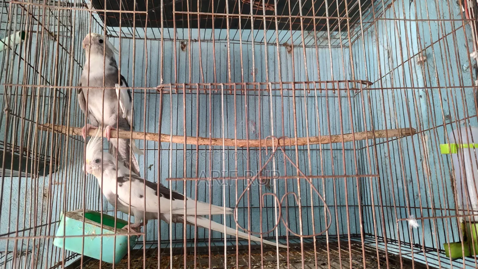 All Male Cockatiels
