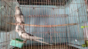 All Male Cockatiels