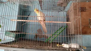 All Male Cockatiels