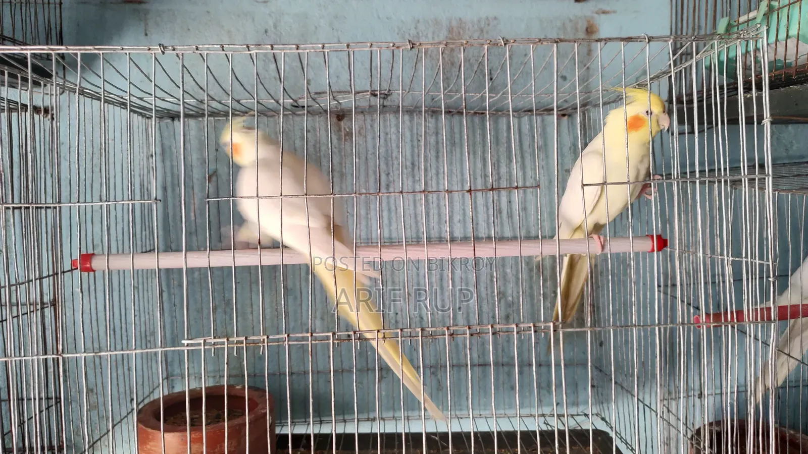 All Male Cockatiels