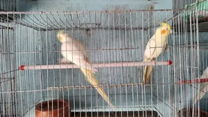 All Male Cockatiels