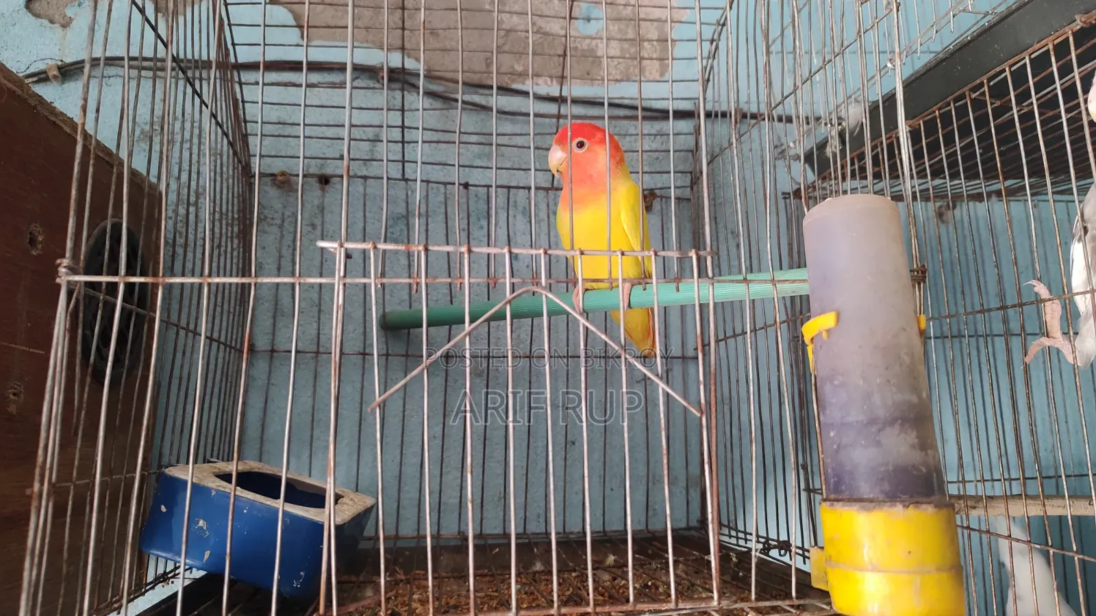 All Male Cockatiels