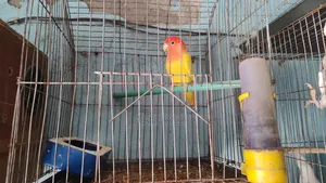 All Male Cockatiels