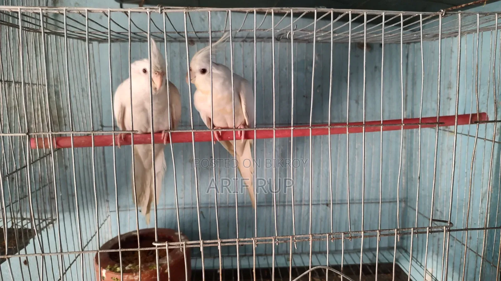 All Male Cockatiels