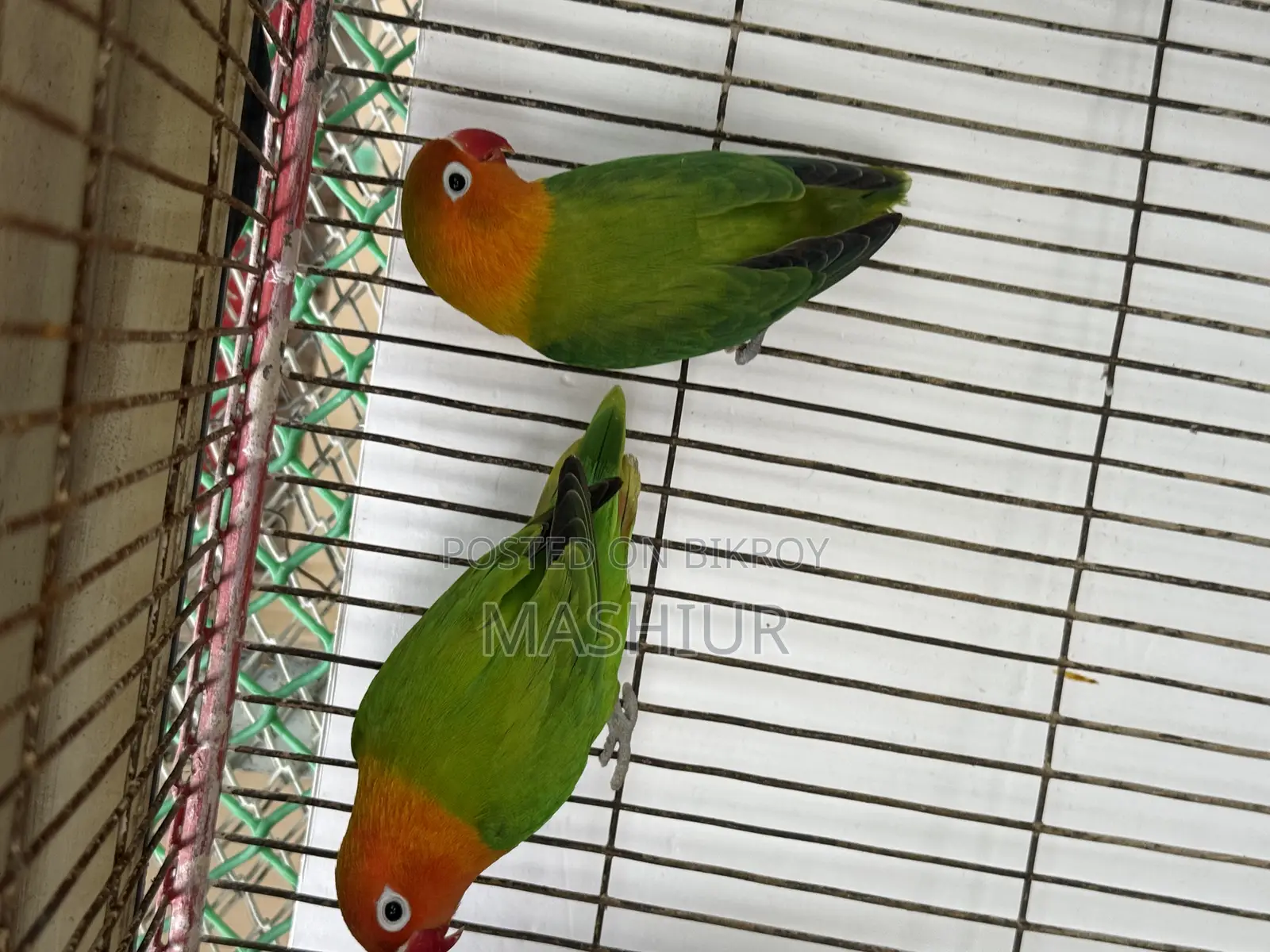 Green Opaline Pair