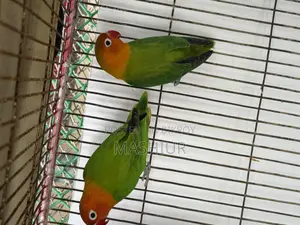 Green Opaline Pair