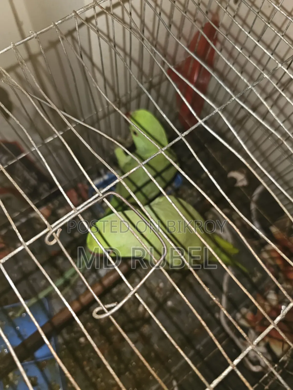 Indian Ringneck Parrot