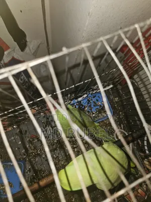 Indian Ringneck Parrot