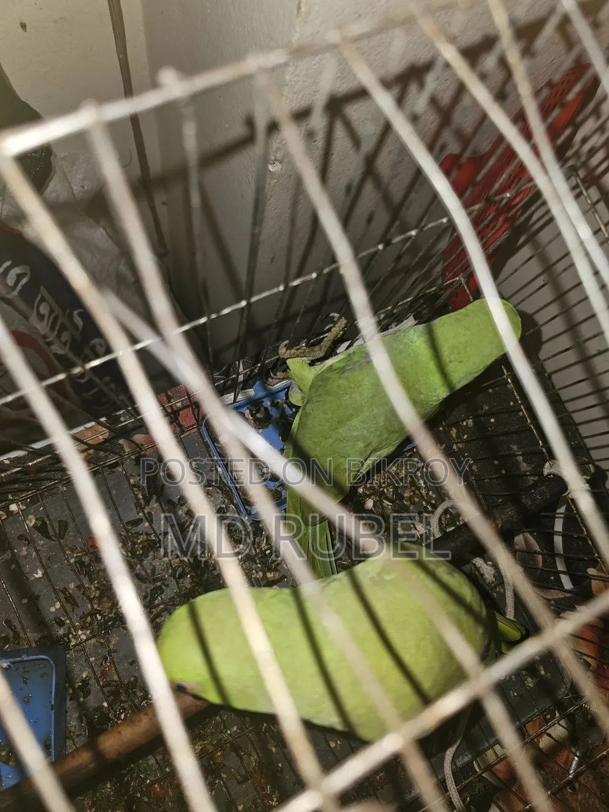 Indian Ringneck Parrot