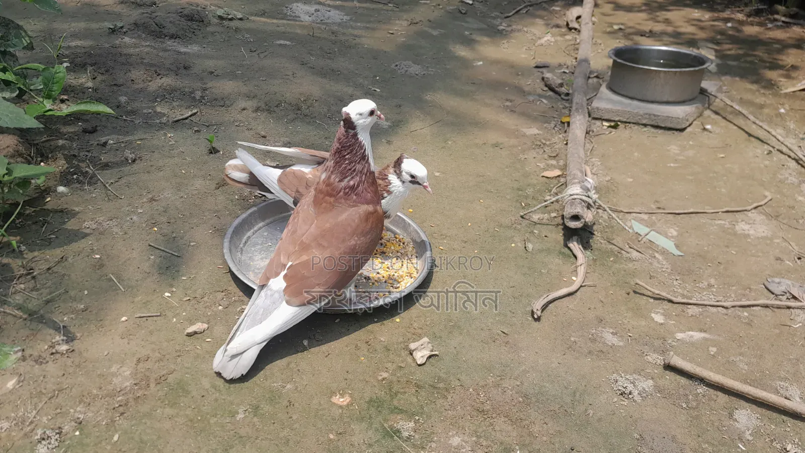 Red Coloring Rajgolla Pair