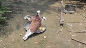 Red Coloring Rajgolla Pair