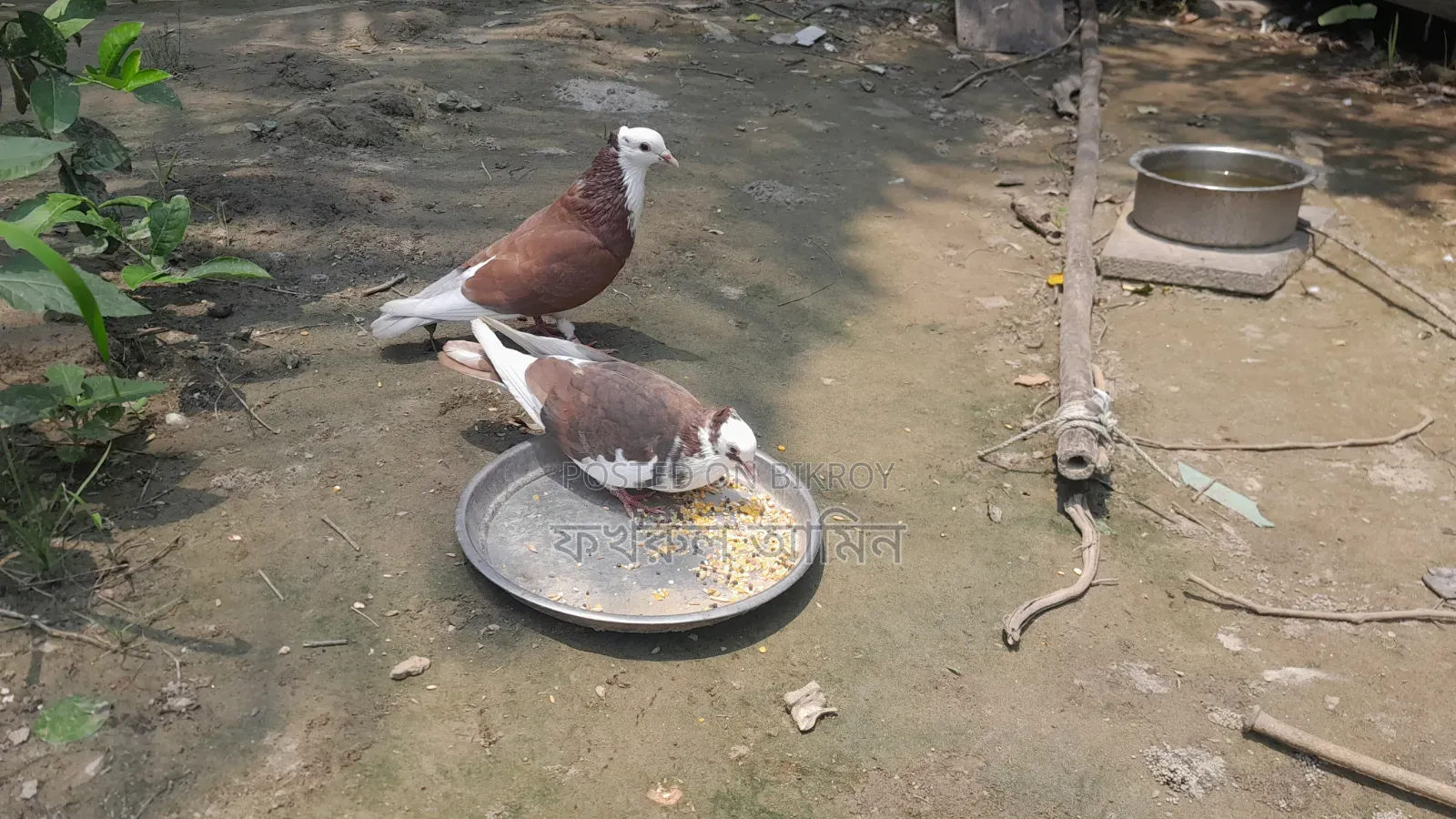 Red Coloring Rajgolla Pair