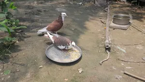 Red Coloring Rajgolla Pair