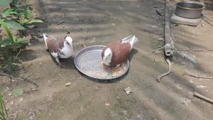 Red Coloring Rajgolla Pair