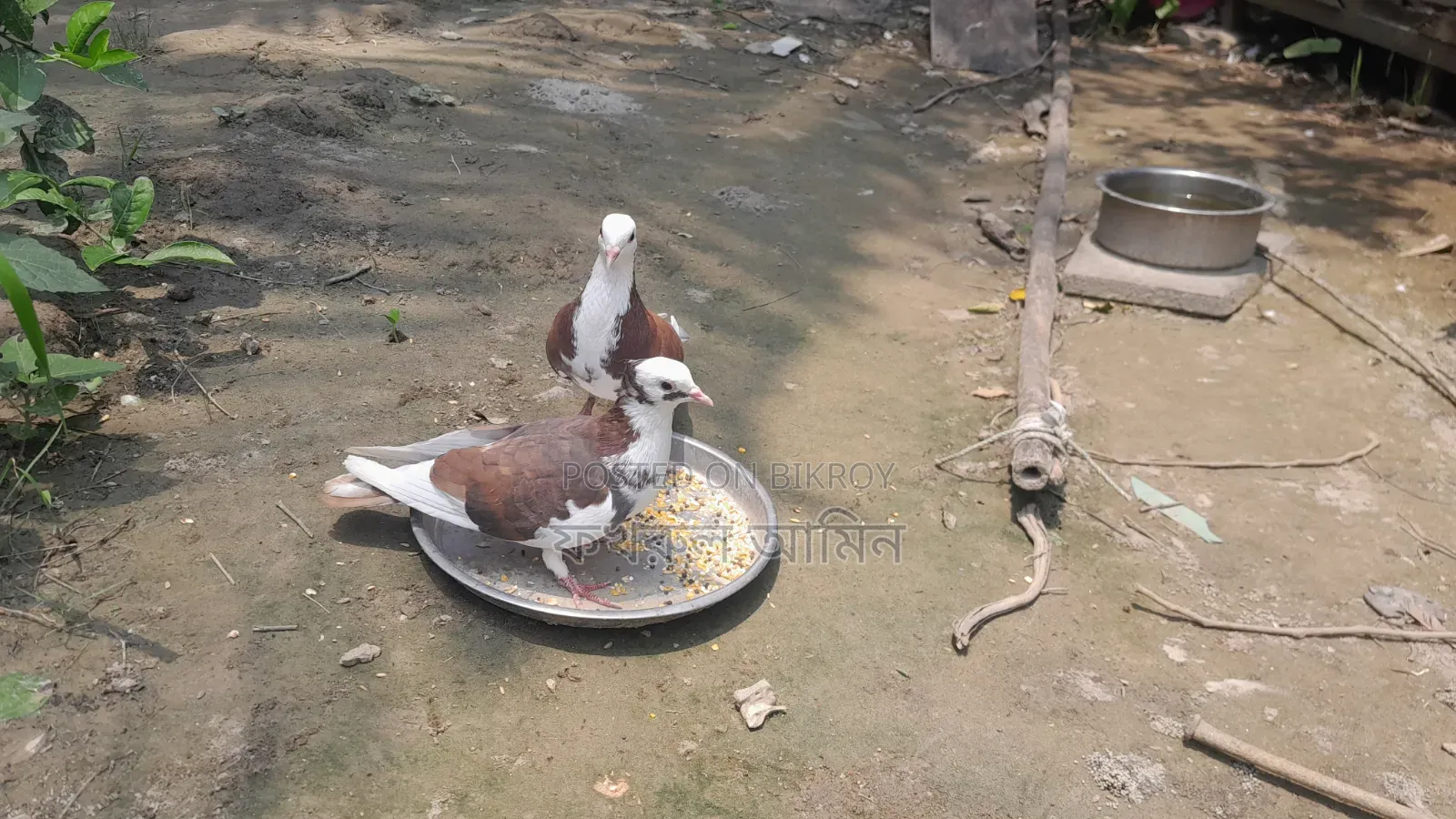 Red Coloring Rajgolla Pair