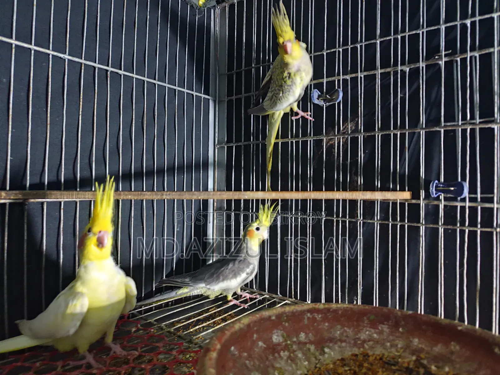 3 Cockatiel birds, new adult, will be exchanged