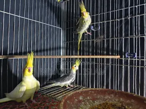 3 Cockatiel birds, new adult, will be exchanged
