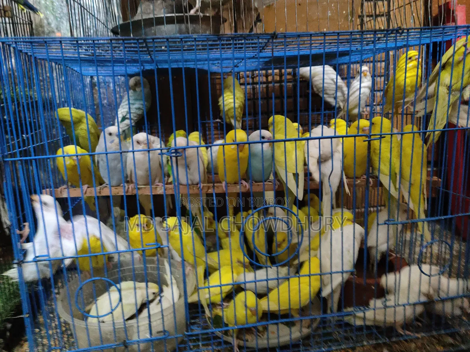 অস্ট্রেলিয়ান বাজরিগার (Budgerigar) ব্রিডিং পেয়ার বিক্রয়