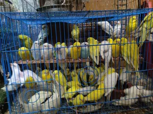 অস্ট্রেলিয়ান বাজরিগার (Budgerigar) ব্রিডিং পেয়ার বিক্রয়