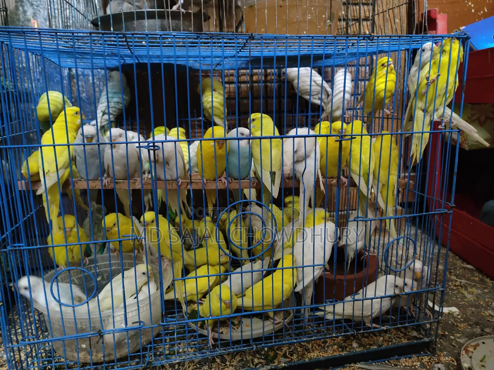 অস্ট্রেলিয়ান বাজরিগার (Budgerigar) ব্রিডিং পেয়ার বিক্রয়