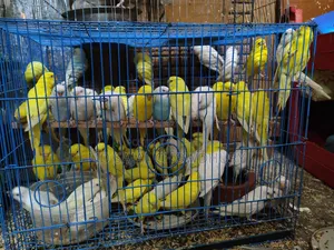 অস্ট্রেলিয়ান বাজরিগার (Budgerigar) ব্রিডিং পেয়ার বিক্রয়
