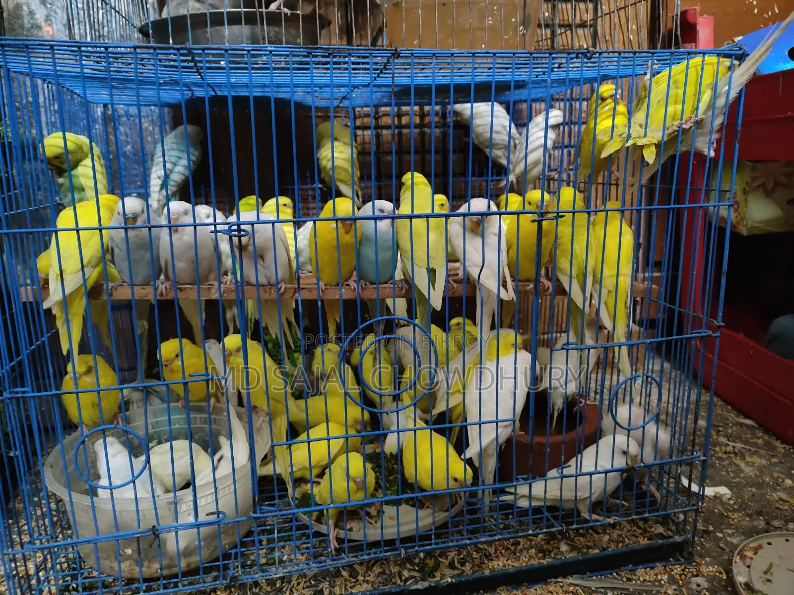 অস্ট্রেলিয়ান বাজরিগার (Budgerigar) ব্রিডিং পেয়ার বিক্রয়