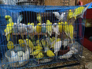 অস্ট্রেলিয়ান বাজরিগার (Budgerigar) ব্রিডিং পেয়ার বিক্রয়