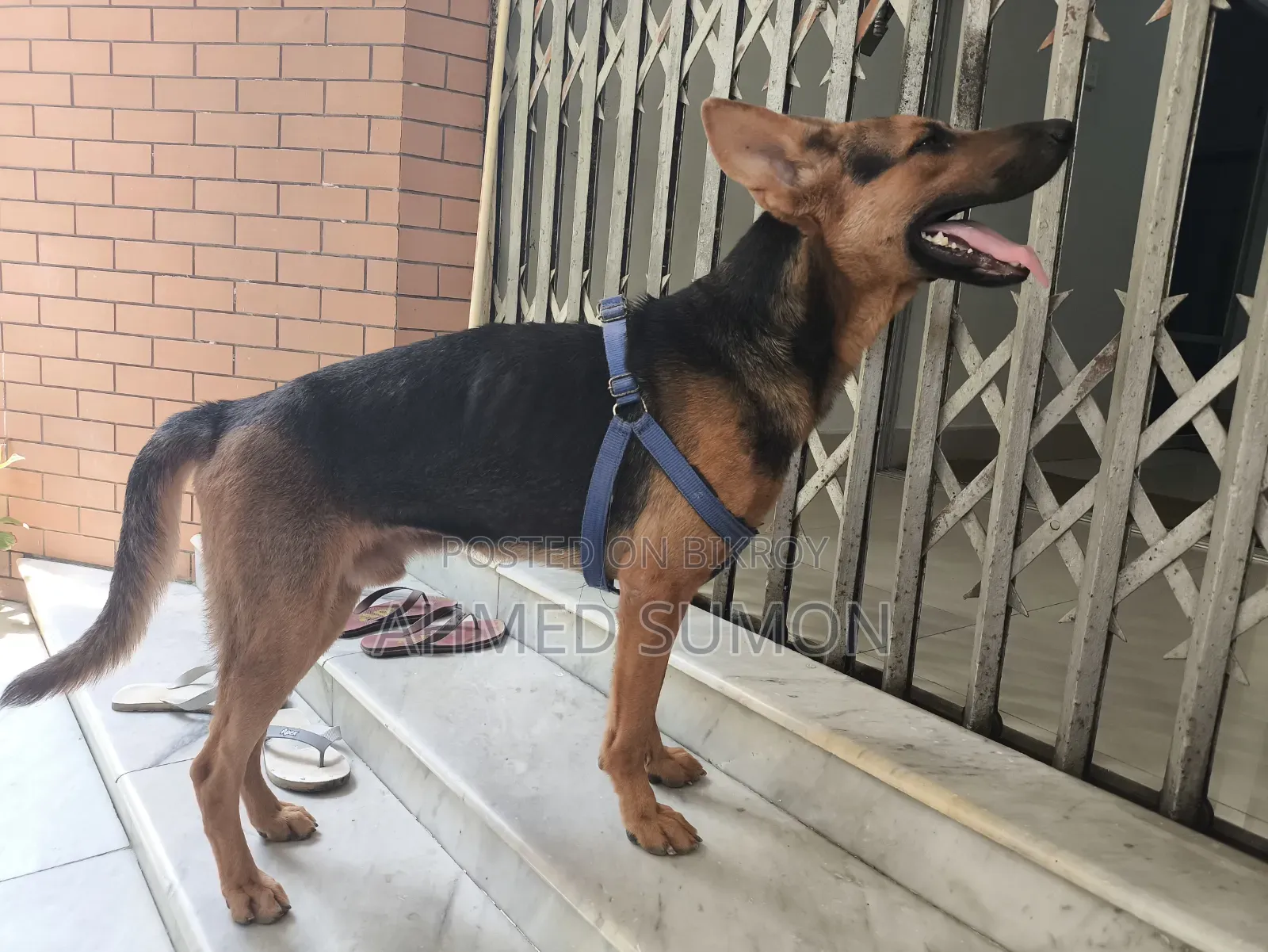 6-12 Months Male Mixed Breed German Shepherd