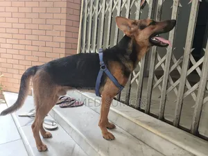 6-12 Months Male Mixed Breed German Shepherd